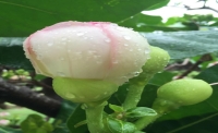 一起讀報-6月30日