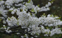 一起讀報-3月27日