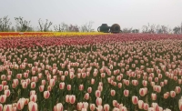 一起讀報-4月21日